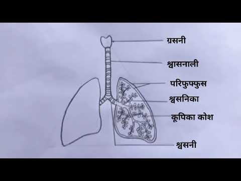 Manav Utsarjan Tantra ka Chitra | Diagram of Excretory System | By RBSE  ONLINE CLASSESFacebook
